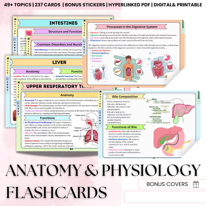 Anatomy & Physiology Flashcards
